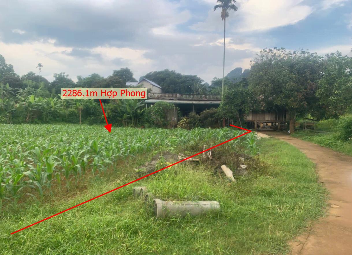 Hình ảnh Bán Lô Đất 2286.1m Tại Hợp Phong Bám Đường Bê Tông Ô Tô Vào Tận Đất Dân Cư Giá Đầu TưĐông Đúc