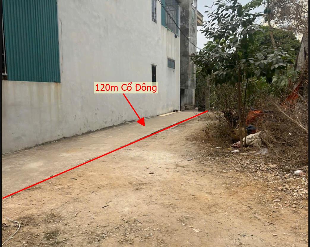 Hình ảnh Bán Lô Đất 120m Tại Cổ Đông Sơn Tây Bám Đường Bê Tông Dân Cư Đông Đúc Cách Trục Chính Kinh Doanh Mấy Chục Mét Giá Đầu Tư